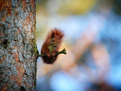 Your Squirrel FAQs Answered!